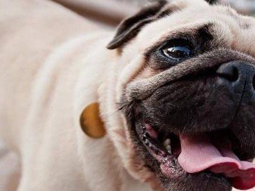 如何消除狗狗身上的难闻体味？（掌握这些方法，让你的宠物清爽无味！）