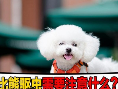 比熊犬驱虫是必要的保健措施（及时驱虫才能让比熊更健康）