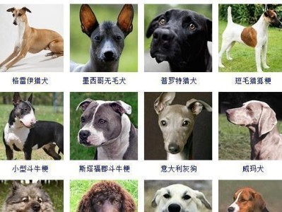 大瑞士山地犬的饲养方法（养犬小百科，了解大瑞士山地犬）