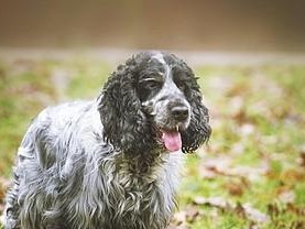 爱尔兰塞特犬饲养全攻略（从喂养到训练，让你成为合格的爱尔兰塞特犬主人）