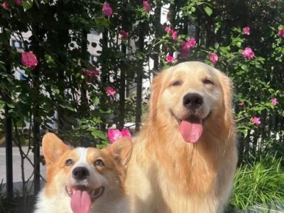 狗的品相为何如此重要？（探究狗的品相分类及其重要性）