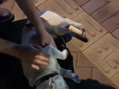 小狗遭受休克多久会死亡？（揭秘小狗休克的时间限制及应急措施）