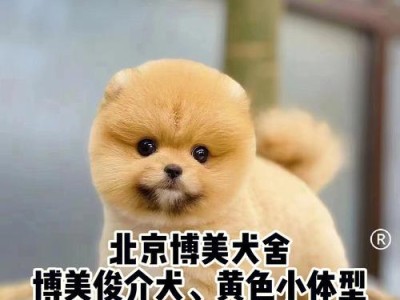 以俊介犬为宠物的饲养方法（健康、快乐、高质量生活的关键）