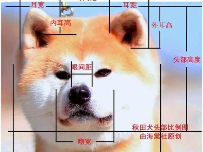 探讨可卡犬性格影响因素（宠物的性格与饲养环境密不可分）