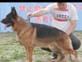 德牧（以牧羊犬德牧的特点和功能）