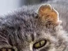 猫的饮食（探索猫咪的饮食世界，了解它们的需求和喜好。）