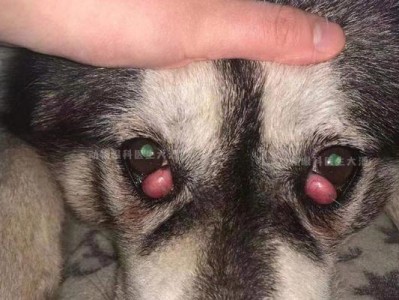 狗狗息肉（了解狗狗息肉的危害与治疗选择）
