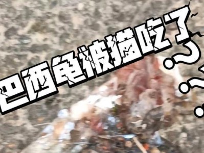 乌龟的奇特饮食习惯（揭秘乌龟为何不进食）