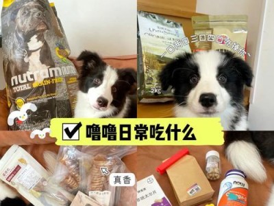 边境牧羊犬的喂食次数与时间安排（科学合理的喂食时间表与）