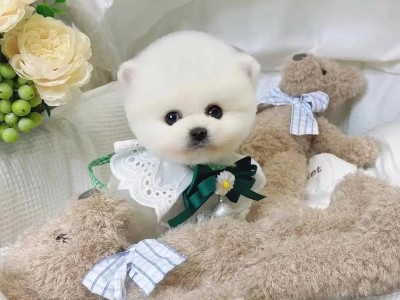 公博美——忠诚伴侣的典范（品种特点、训练要点及养护建议）