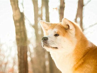 秋田犬的饮食偏好与食物选择（揭秘秋田犬的口味偏好及营养需求）