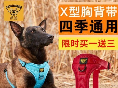 带拉布拉多犬外出游玩必备用品（为你的爱犬准备好这些必要的物品）