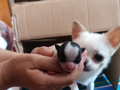 选择适宜的季节养狗，宠物健康从源头把控（哪个季节最适合养狗？选择适合的季节，狗狗更健康）
