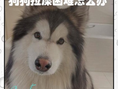 两个月小狗的排便频率（揭秘小狗的排便规律及培养良好的排便习惯）