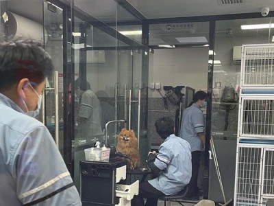 新生狗狗洗澡的最佳时机（保证幼犬健康与舒适的洗澡时间表）