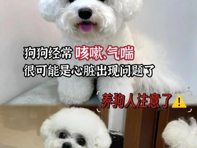 泰迪犬的寿命有多长？（如何判断泰迪犬是否为老狗？）