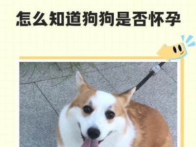 小狗怀孕多久肚子变大？（了解小狗怀孕期间肚子变大的关键因素及时刻）