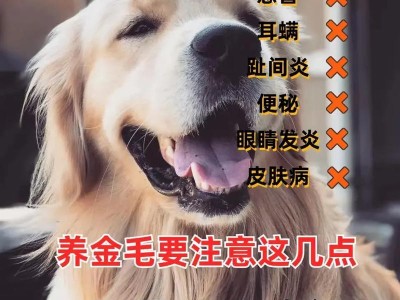 冬季如何饲养金毛犬，让它健康快乐（15个小贴士，让你的金毛犬在冬季过得更好）