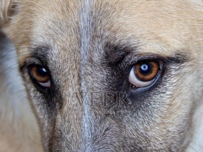 揭秘狗眼睛的奥秘（狗眼睛的特征与功能，了解狗眼睛的秘密）