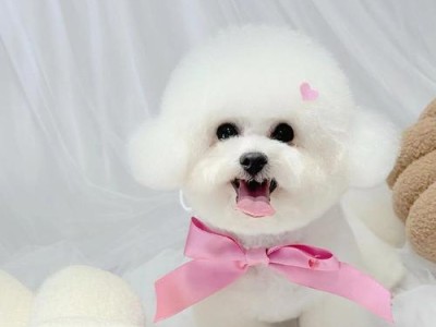 比熊发型护理指南（多久为你的比熊做一次发型？如何保持完美的毛发造型？）