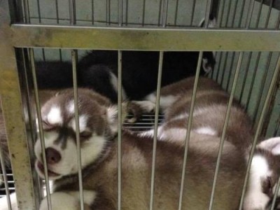 哈士奇的睡眠特点解析（探索哈士奇独特的睡眠习性与原因）