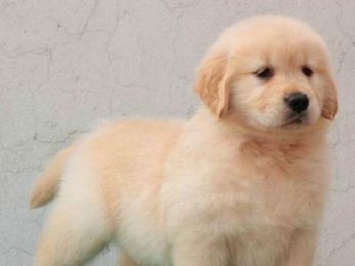 如何从小就开始训练你的金毛幼犬（以宠物为主，打造忠实的金毛伙伴）