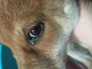 犬瘟死亡症状（探索犬瘟死亡症状，守护我们的宠物健康）