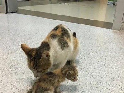 小猫偷吃母猫奶水的那份勇敢（当小猫踏出舒适区，追寻生存的味道）