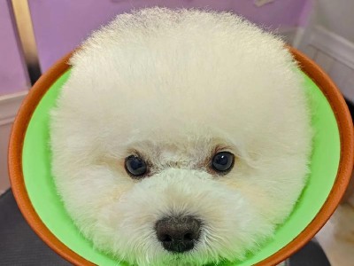 泰迪断毛的原因与影响（揭秘泰迪断毛现象，为何成为流行趋势？）