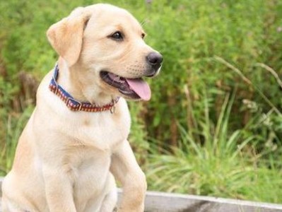 如何训练你的拉布拉多犬（掌握这些技巧，让你的狗狗成为听话的好宠物）