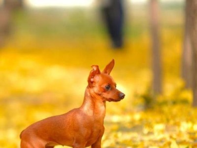 小鹿犬的饲养注意事项（打造健康快乐的小鹿犬生活）