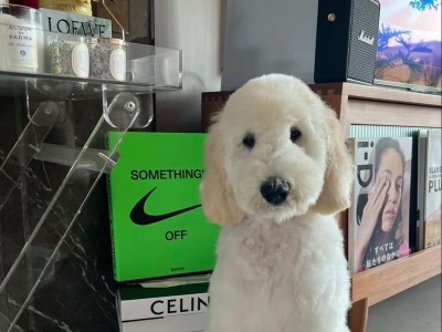 白色泰迪犬价格一览（探寻市场上白泰迪价格的种种因素）