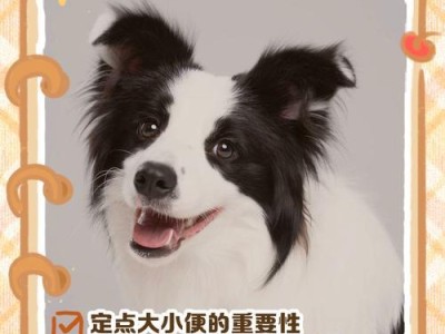 教你如何训练狗狗排便（掌握小狗上厕所的时间规律，打造干净整洁的家）