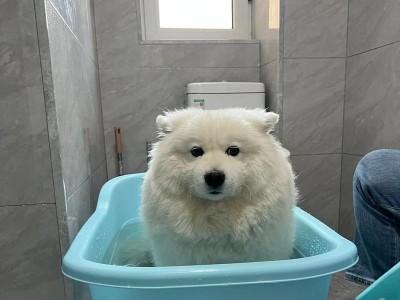 狗狗洗澡的正确准备（为了狗狗的舒适，准备工作必不可少）