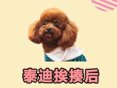如何训练一只乖巧听话的泰迪犬（培养你的泰迪犬成为宠物中的瑞士军刀）