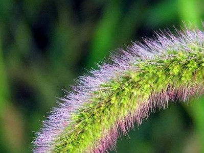 狗为什么不喜欢某些植物？（揭开狗狗与植物之间的奇妙关系）