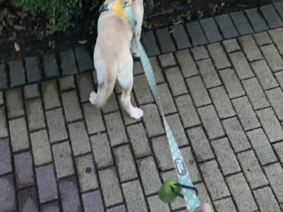 探索狗趴蹄的姿势与特点（揭开狗趴蹄背后的秘密，了解其生理和行为意义）
