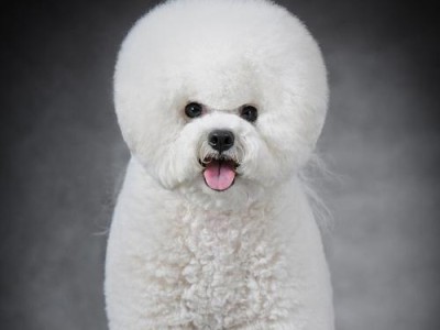 比熊犬胎毛退去的时间及原因（宝贝比熊犬的胎毛会在几个月后脱落，这是为什么呢？）