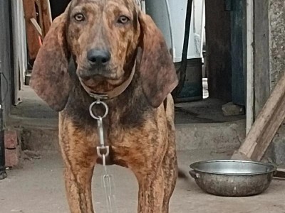 比特犬母的开口力有多厉害？（探究比特犬母在开口力上的惊人表现）