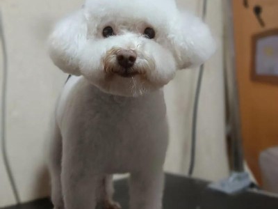 狗毛剃光后需要多久才能长长？（探寻狗毛生长周期及影响因素）
