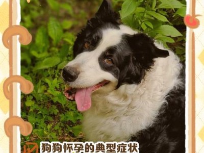 狗狗怀孕期各阶段的全面指南（详解狗狗怀孕期的15个阶段，助您做好照顾工作）