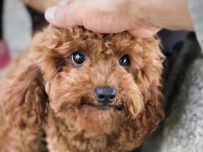 让宠物泰迪犬顺利学会在室外拉便便（从培养好习惯到丰富游戏方式，助你解决泰迪犬拉便问题）