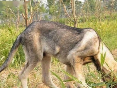 狼青犬的饲养方法（以宠物为主，做好狼青犬的饲养工作）