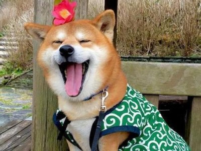 柴犬是否需要驱虫？（不驱虫的后果及驱虫的必要性）