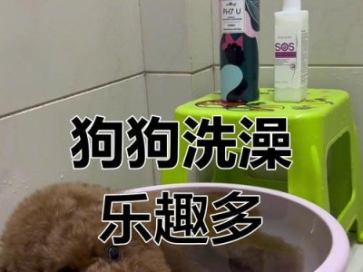 如何正确给新买的小狗洗澡（小狗洗澡的频率及注意事项）