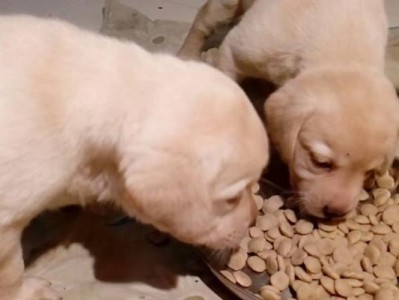 如何给2个月大的狗狗喂食（了解狗狗的饮食需求，掌握适量喂食的技巧）