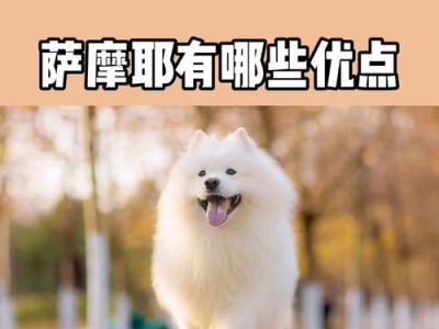 萨摩耶犬市场价揭秘（探寻萨摩耶犬的价格波动趋势及市场现状）