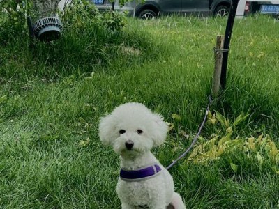 以泰迪O型腿为主题的狗狗健康问题（探讨泰迪犬O型腿形成原因及治疗方法）
