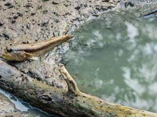 如何饲养健康活泼的大弹涂鱼？（从水族箱的选择到日常饲料的搭配，你需要知道的关键饲养技巧）