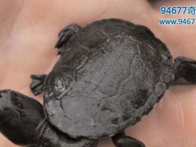 长身蛇颈龟的饲养指南（如何照顾长身蛇颈龟？）